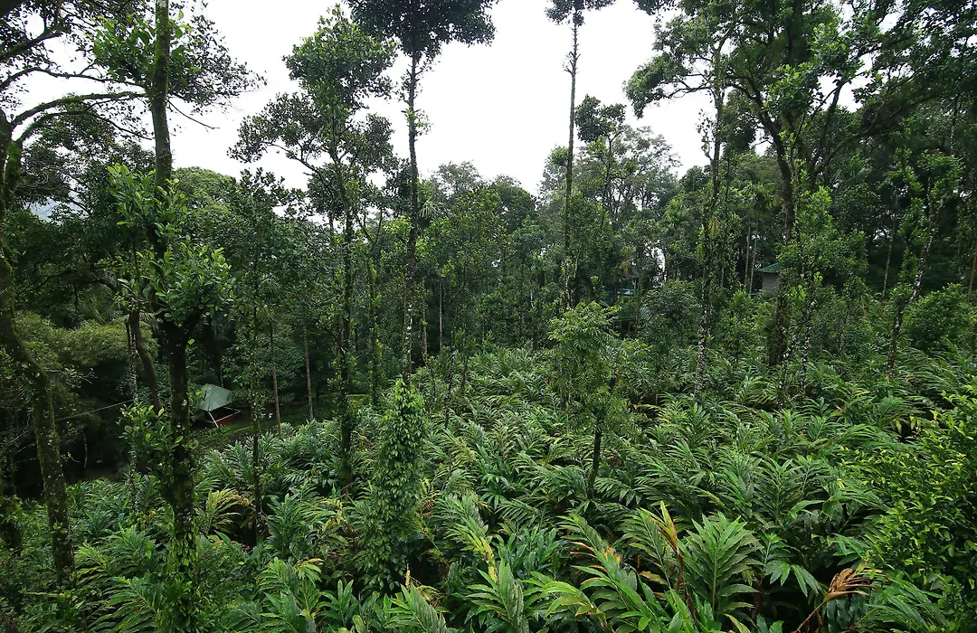 Spice Jungle Resort-1